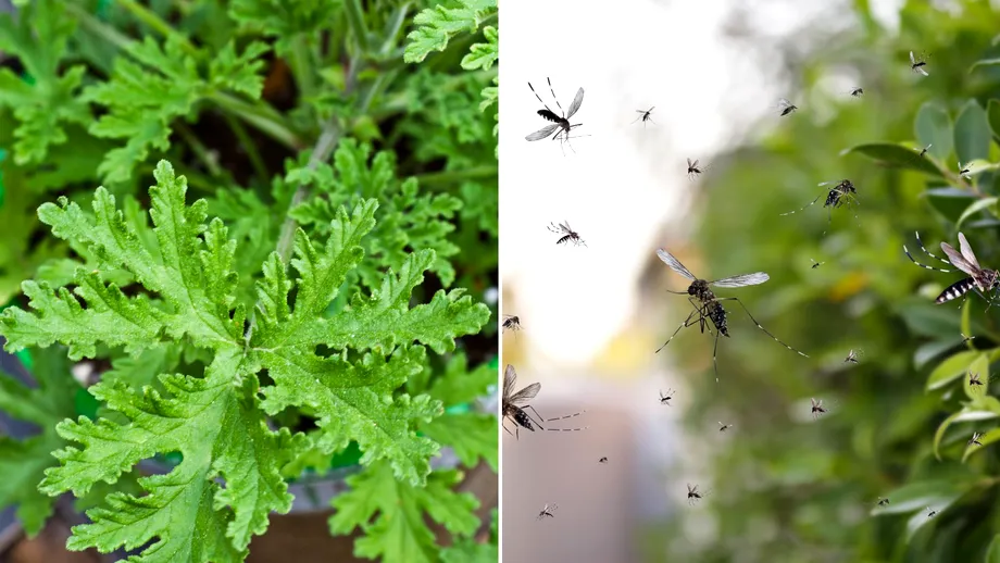 Perché la citronella tiene lontane le zanzare
